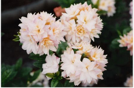 Blue Mountain Double Azalea